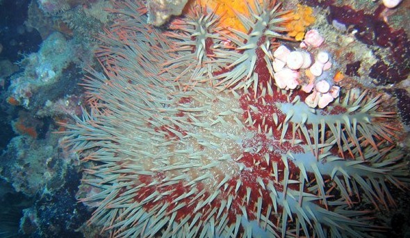 水下被海洋生物傷害到了該怎么辦？